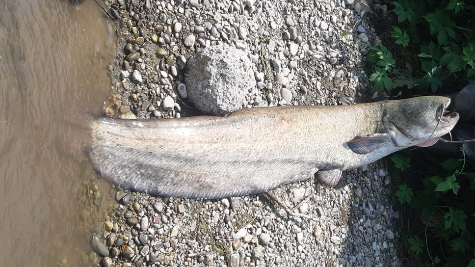 Un esemplare di pesce siluro prelevato dal fiume Serio