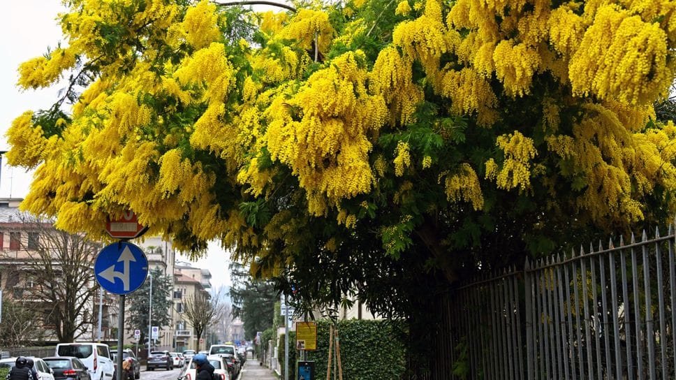 Le mimose, simbolo della festa della donnaBedolis