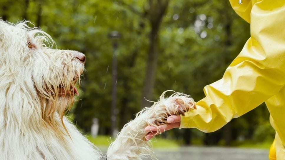 Prima di adottare un animale è importante porsi alcune domande