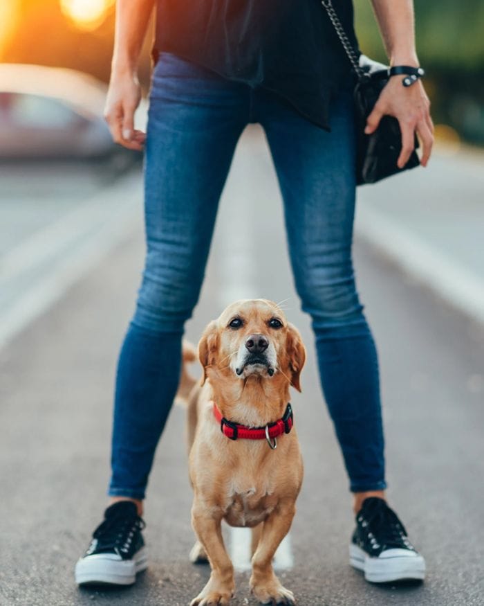 Adottare significa anche assumersi precisi doveri