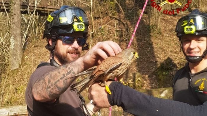 allocco e gheppio impigliati salvati dall8217intervento dei vigili del fuoco