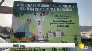 Tarlo asiatico, proseguono l'attività di contrasto e di monitoraggio nella Bergamasca