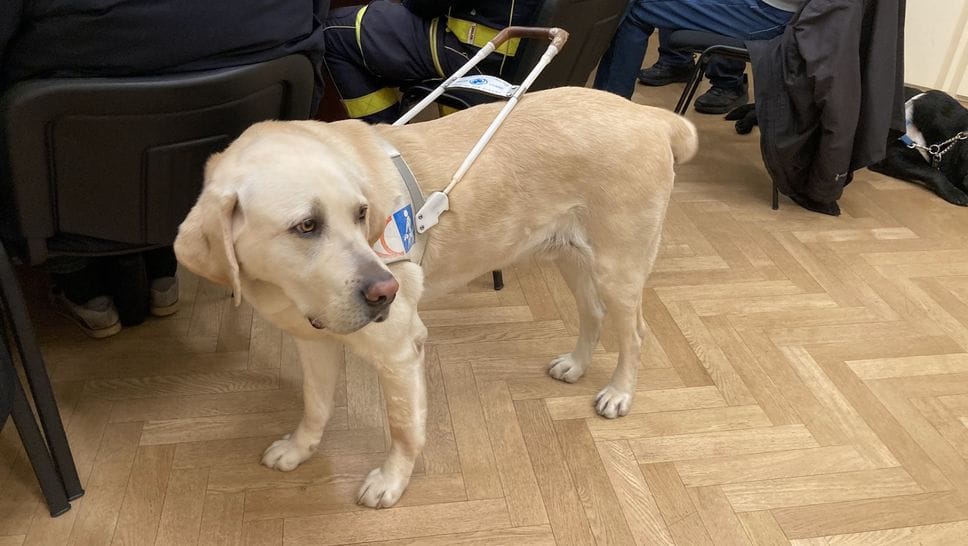 Corridog, torna a Bergamo la «Carica dei 501»: camminata a sei zampe il 12 aprile