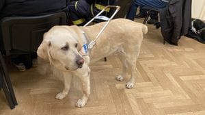 Corridog, torna a Bergamo la «Carica dei 501»: camminata a sei zampe il 12 aprile