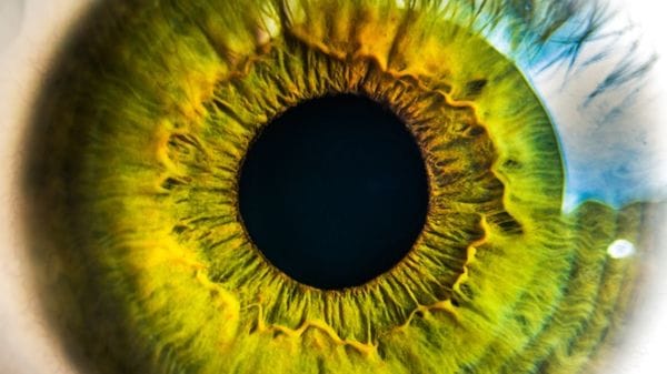 Dallo sperma di maiale navette per trasportare farmaci antitumorali 