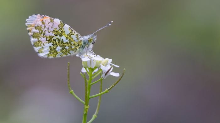 La natura in tutto il suo splendore