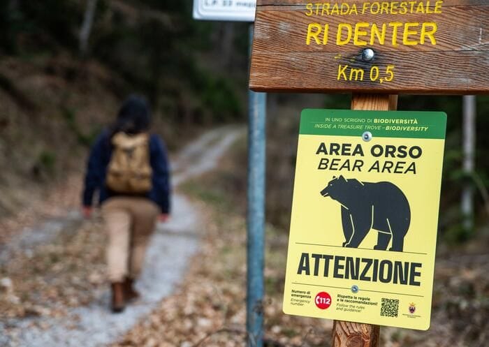 Aumentano gli orsi in Trentino, stimati 118 esemplari nel 2025