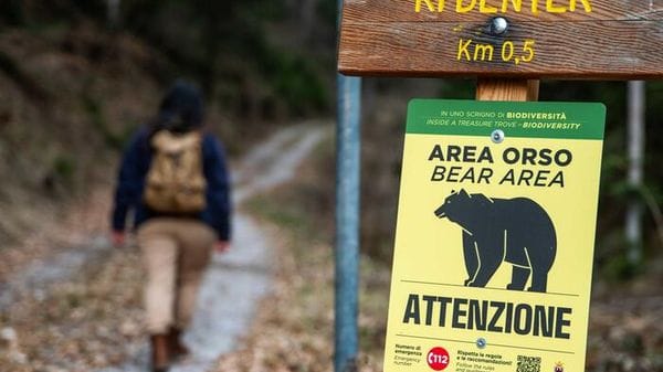 Aumentano gli orsi in Trentino, stimati 118 esemplari nel 2025