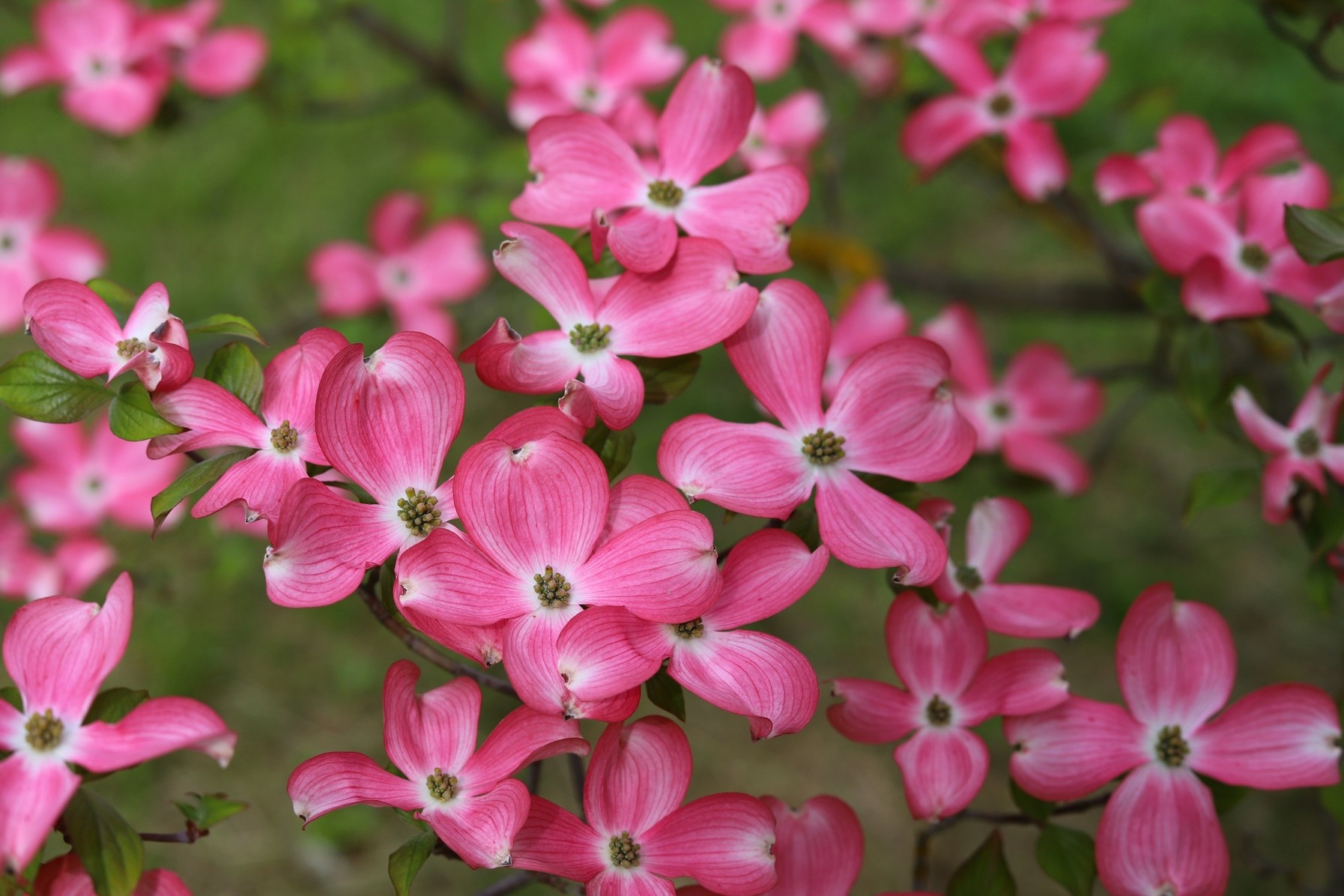 Il «giardino poetico». Dieci piante per una primavera fuori dall’ordinario