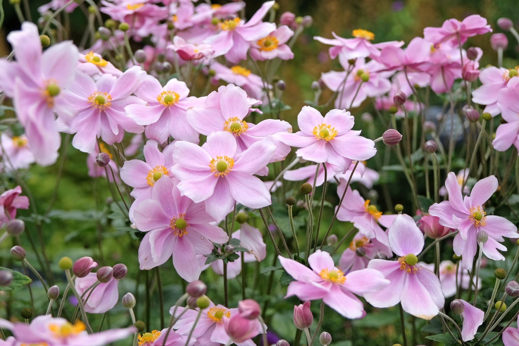 Il «giardino poetico». Dieci piante per una primavera fuori dall’ordinario
