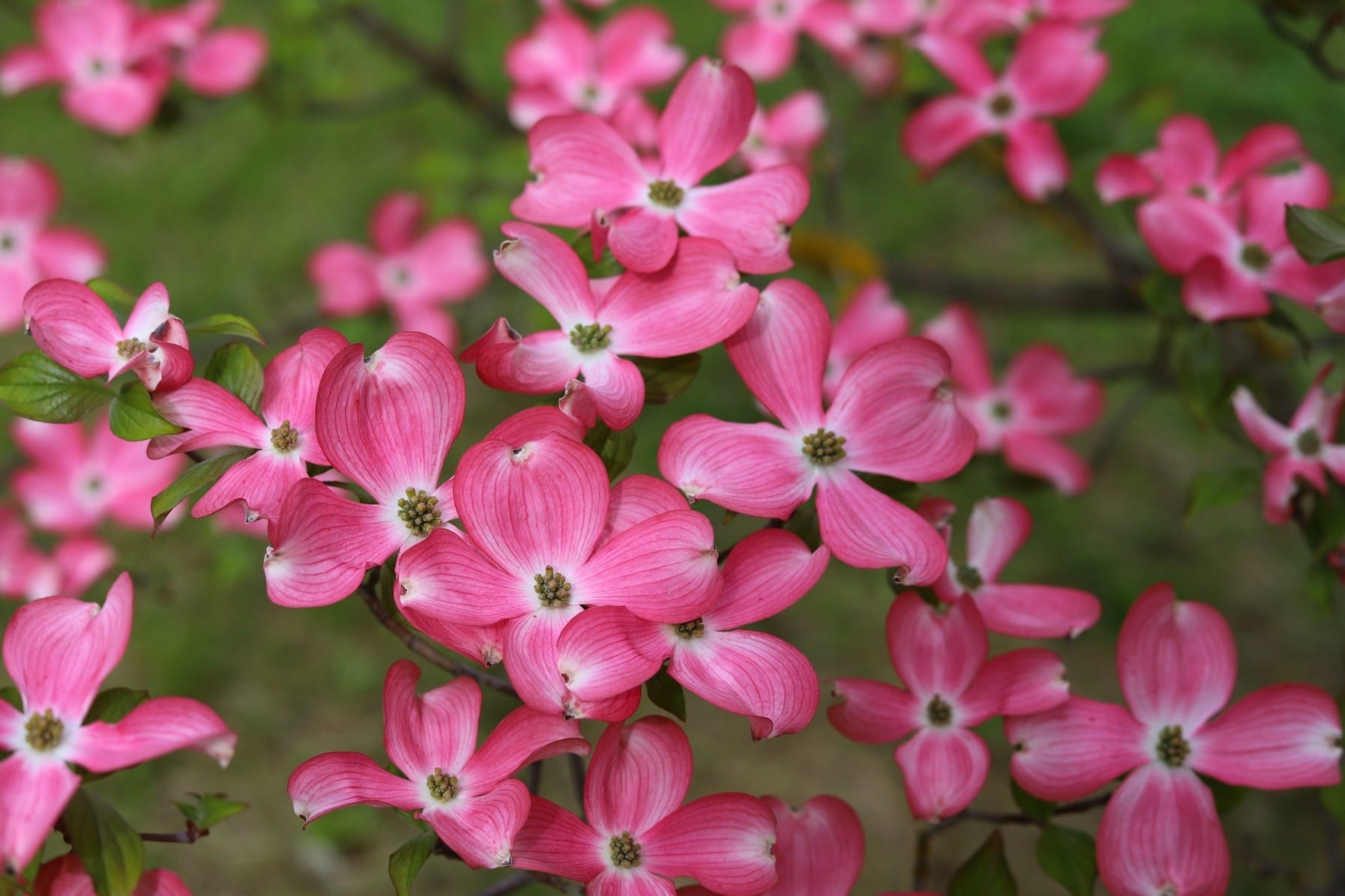 Il «giardino poetico». Dieci piante per una primavera fuori dall’ordinario