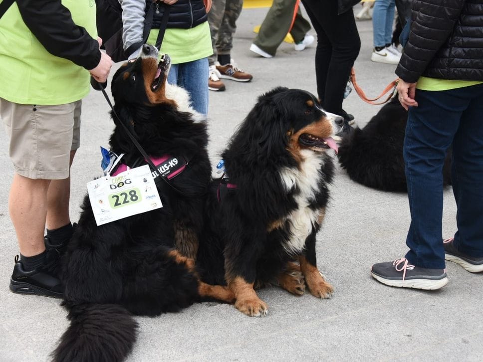 A Bergamo l’entusiasmo della Corridog, per sostenere l’Unione italiana ciechi e ipovedenti - Foto
