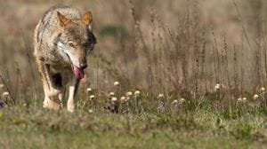 «Lupi in aumento, ma niente allarmismi non c’è un’invasione» 