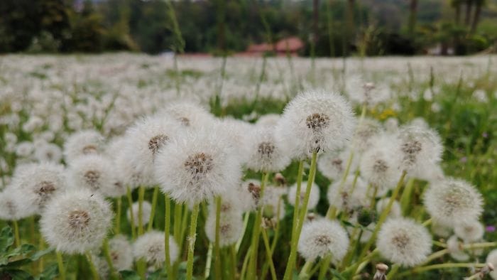 La leggerezza di un mare di soffioni