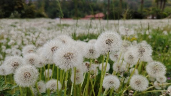 La leggerezza di un mare di soffioni