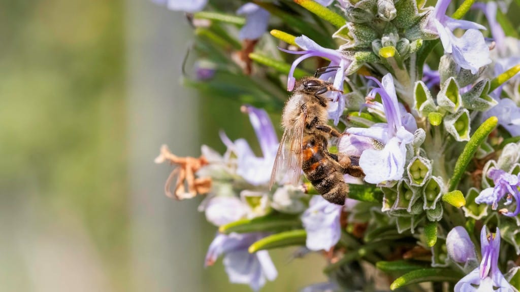 La bellezza della natura