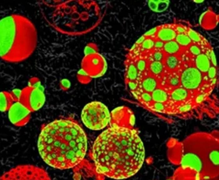 Si lavora per ricostruire l'antenato di tutte le cellule