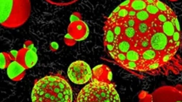 Si lavora per ricostruire l'antenato di tutte le cellule