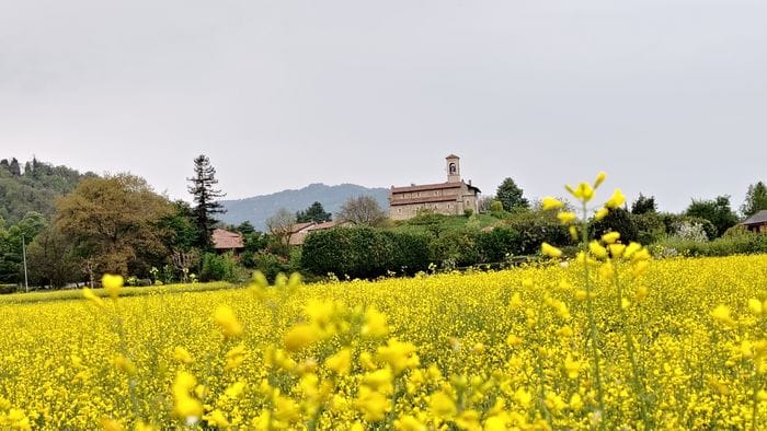 Colza in fiore