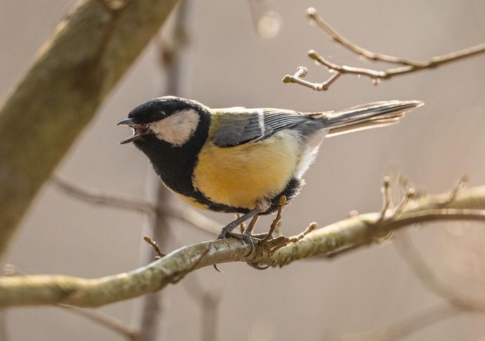 Dagli animali alle canzoni, la comunicazione segue un ritmo universale