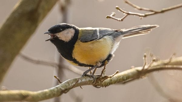 Dagli animali alle canzoni, la comunicazione segue un ritmo universale