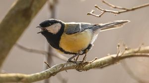 Dagli animali alle canzoni, la comunicazione segue un ritmo universale