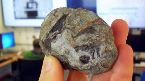 Gli antenati dei mammiferi deponevano le uova 