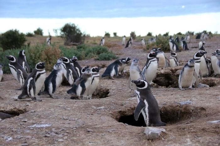 Inquinanti 'eterni' anche in Patagonia, trovati grazie ai pinguini