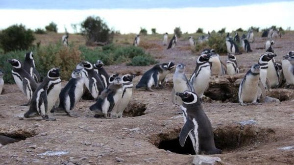 Inquinanti 'eterni' anche in Patagonia, trovati grazie ai pinguini