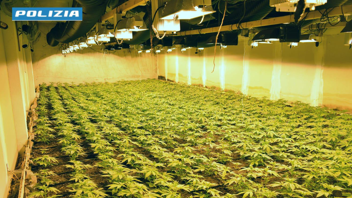maxi coltivazione di marijuana in un capannone a ubiale clanezzo due arresti