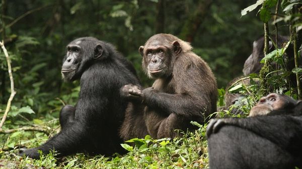 Osservata per la prima volta una 'guerra civile' tra scimpanzé