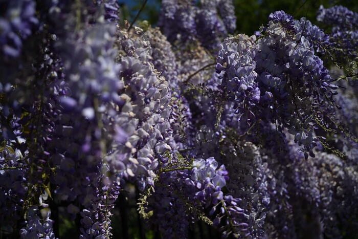 Torna Floracult, l'edizione 2026 è 'verde speranza'