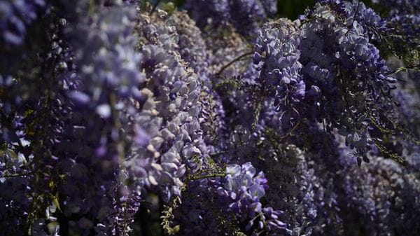 Torna Floracult, l'edizione 2026 è 'verde speranza'