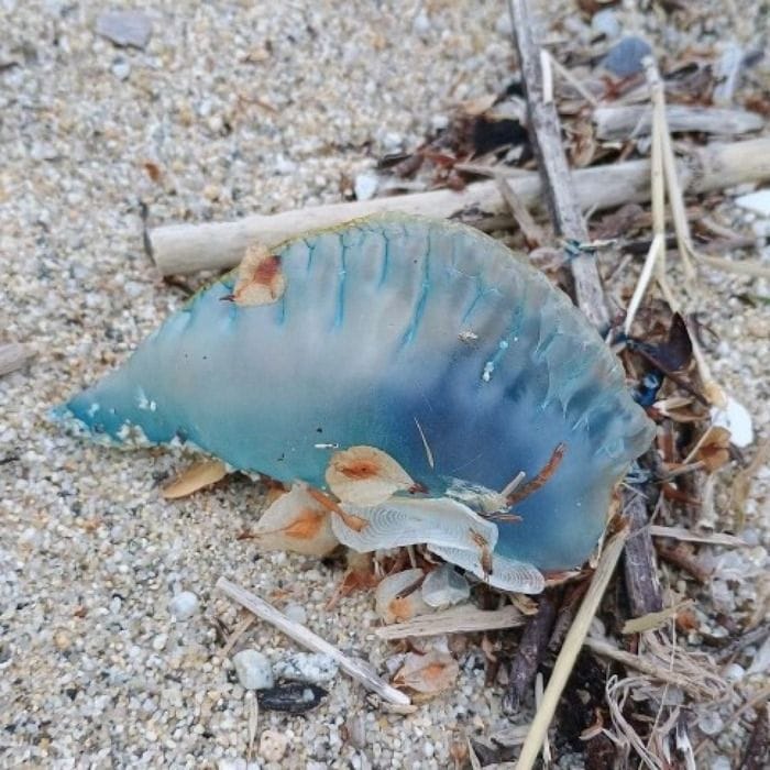 Trovato esemplare di caravella portoghese sul litorale tirrenico in Calabria