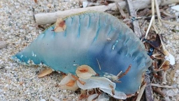 Trovato esemplare di caravella portoghese sul litorale tirrenico in Calabria