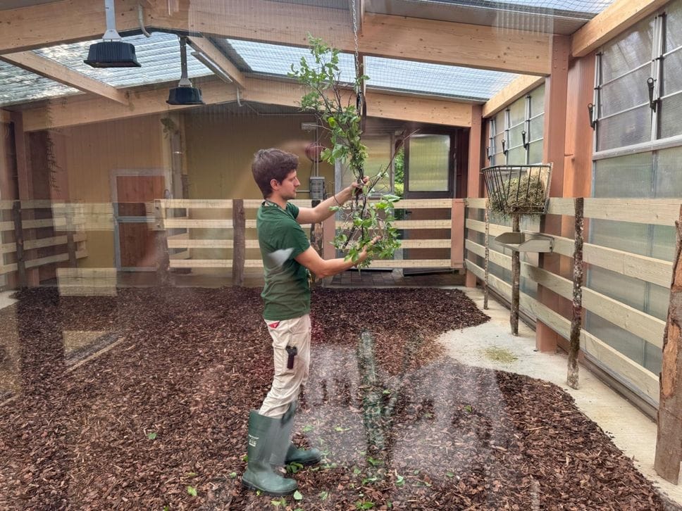 Le Cornelle si tingono di magia: inaugurata la Foresta degli okapi - Foto