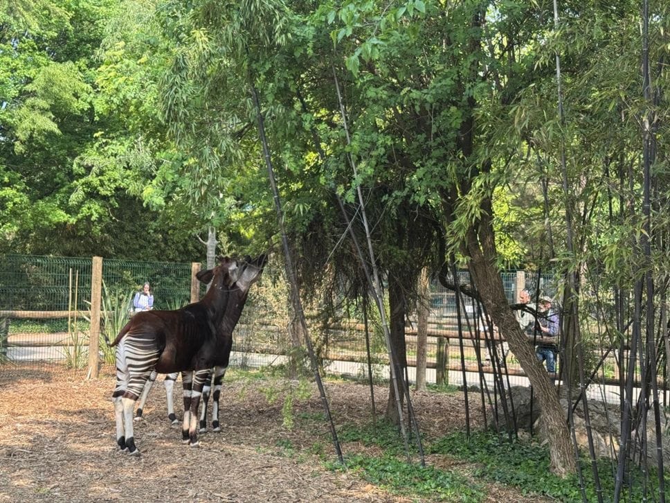 Le Cornelle si tingono di magia: inaugurata la Foresta degli okapi - Foto