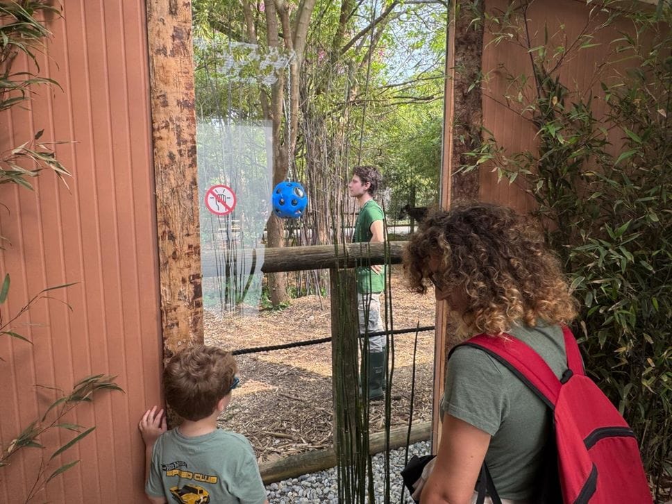 Le Cornelle si tingono di magia: inaugurata la Foresta degli okapi - Foto