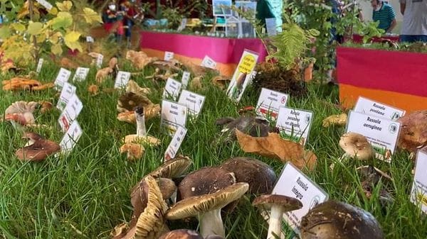 Gruppo micologico Si prepara la mostra nel 50° di fondazione