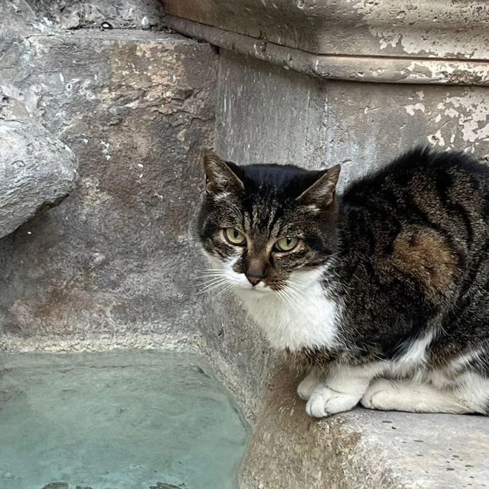 Leal sporge denuncia per la gatta uccisa a Cerveteri