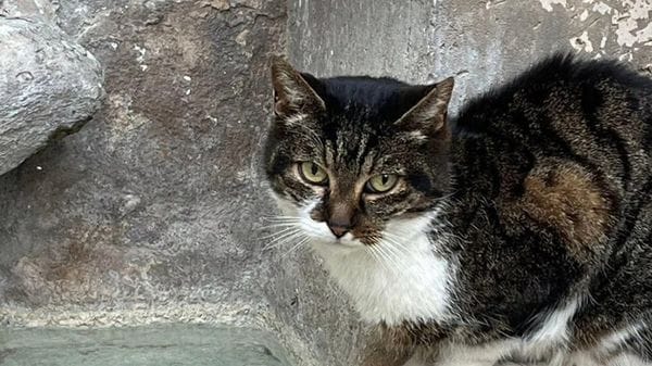 Leal sporge denuncia per la gatta uccisa a Cerveteri