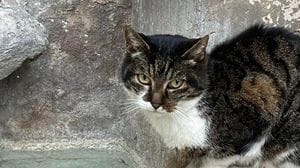 Leal sporge denuncia per la gatta uccisa a Cerveteri