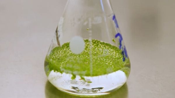 Marte, possibili orti sostenibili con un fertilizzante a base di batteri  VIDEO