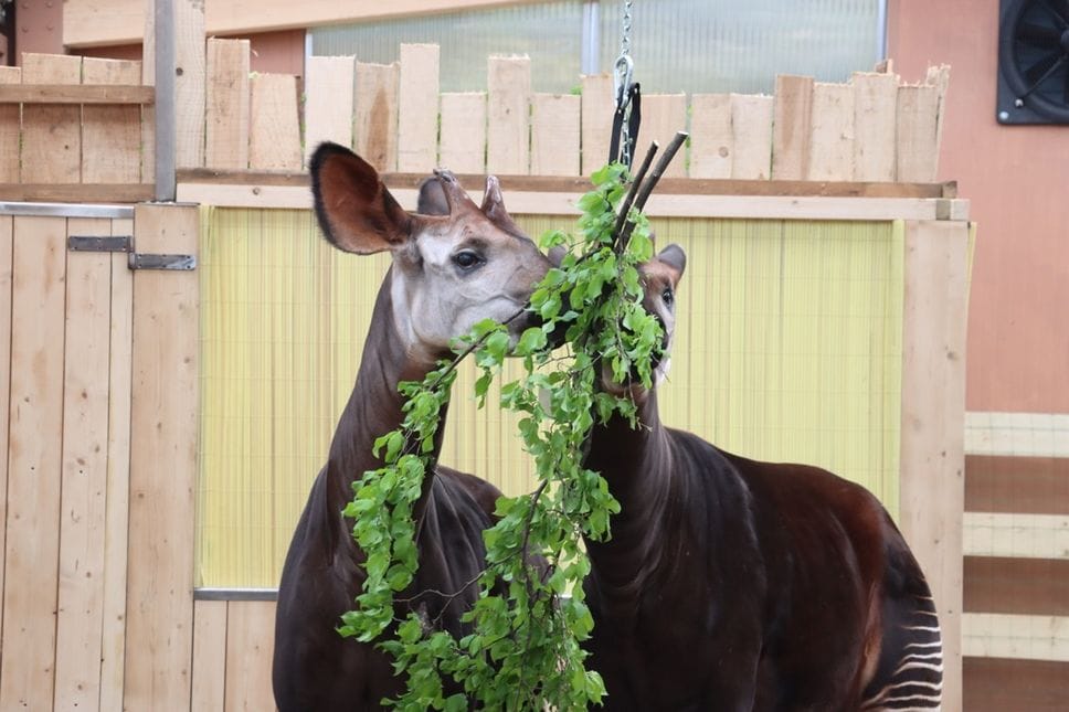 Novità a Le Cornelle: due esemplari di okapi, specie tra le più minacciate