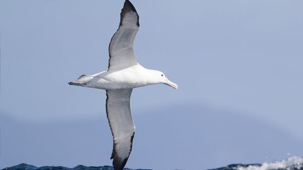 Gli uccelli marini indicano la distribuzione del mercurio negli oceani