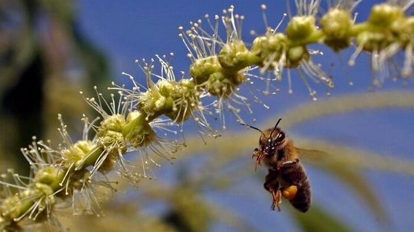 Greenpeace lancia petizione, stop a pesticidi negli alimenti