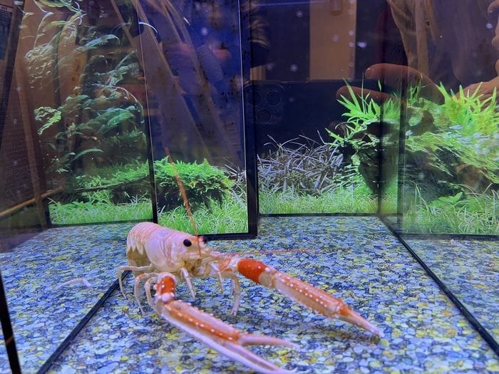 Nuova prova che le aragoste provano dolore, rispondono ai farmaci