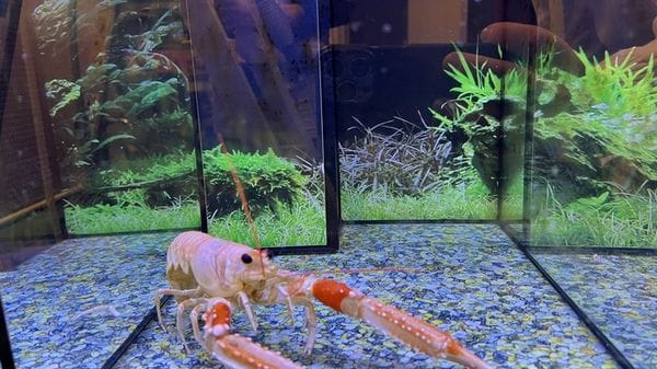 Nuova prova che le aragoste provano dolore, rispondono ai farmaci