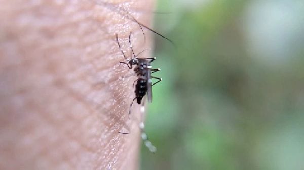 Zanzare, a Bergamo meno casi di malattie virali