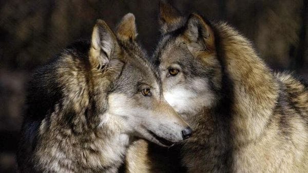 Altri tre lupi avvelenati nel Parco nazionale d'Abruzzo, Lazio e Molise